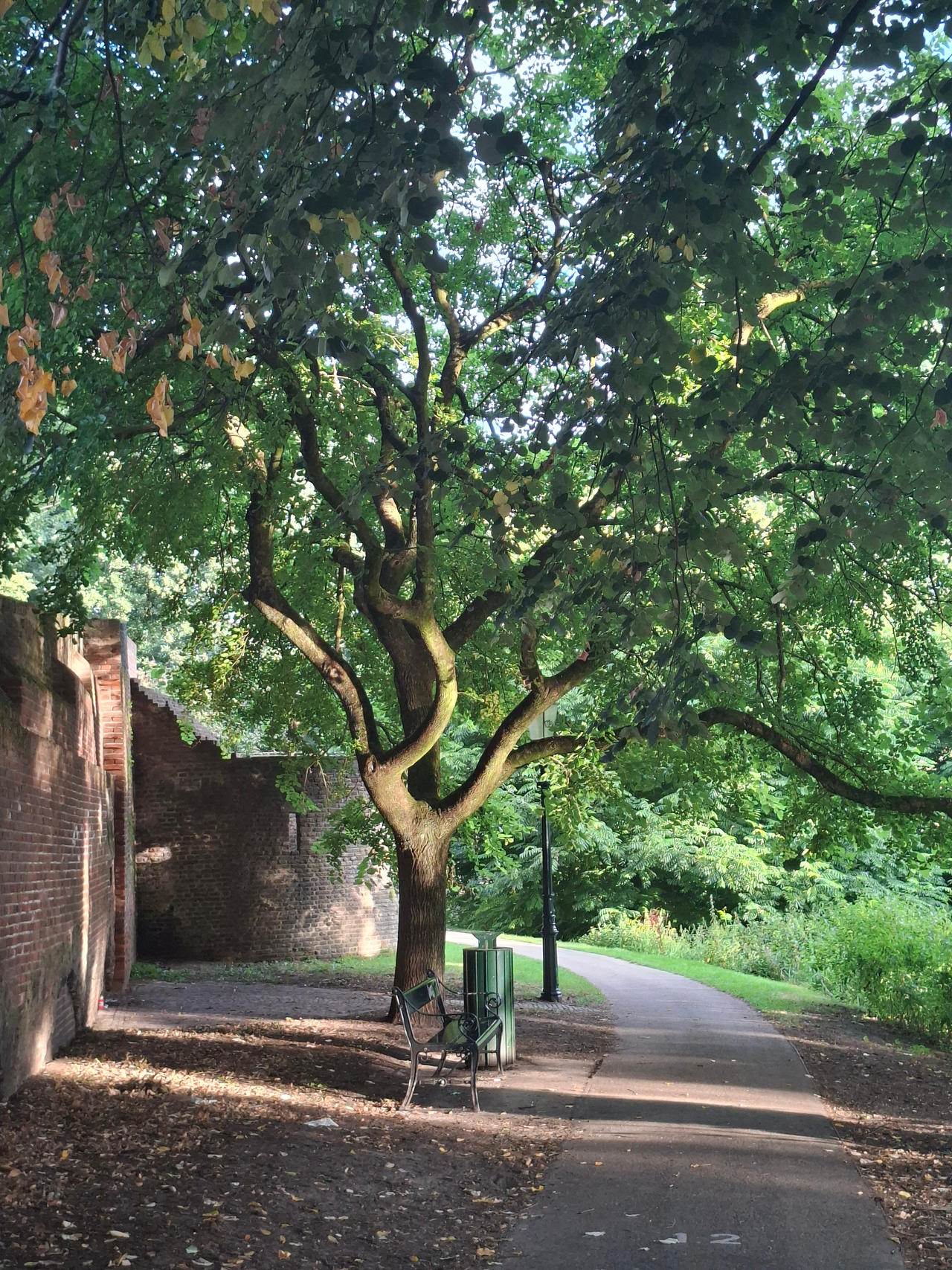 Light on the branches ...
