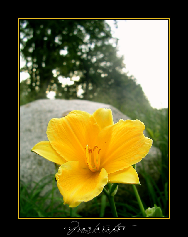 Yellow Flower