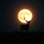 Buck Moon Rising