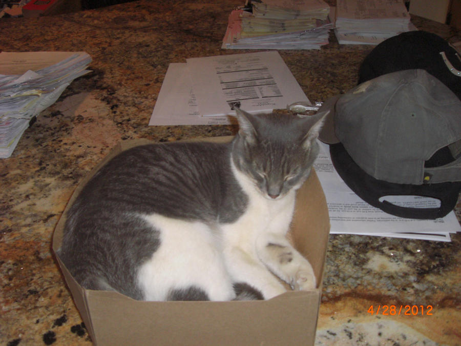 CAT IN A BOX (SLEEPING)