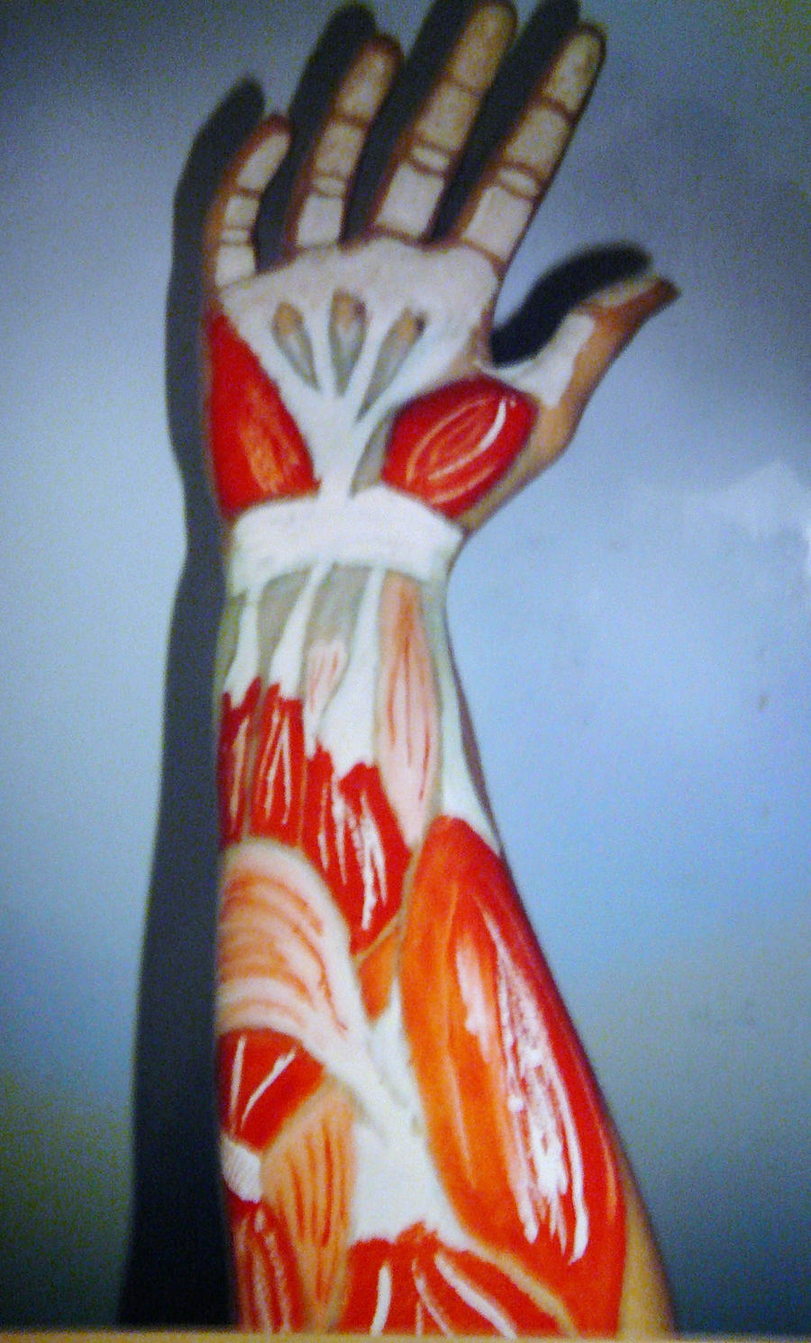 Arm Muscles by lilly-heart on DeviantArt