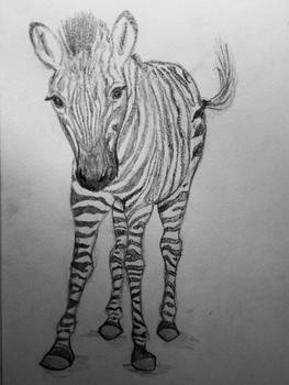 Little Zebra