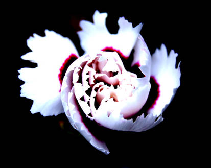 Flower In The Dark