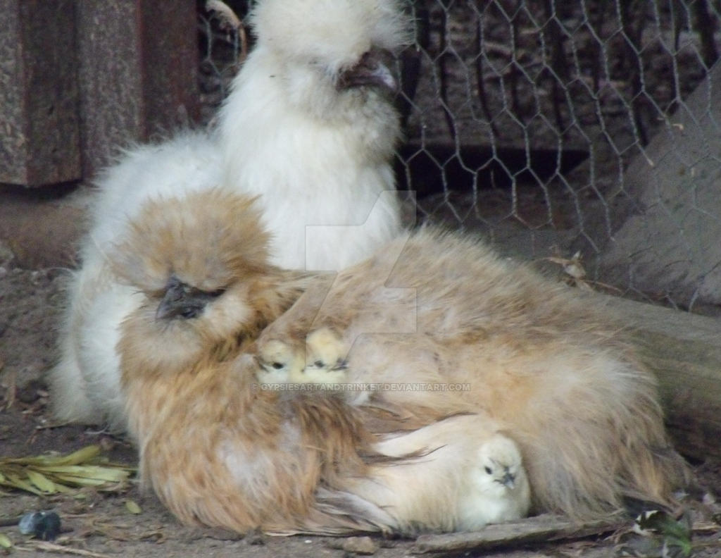 Silkies chicken and their Chicks