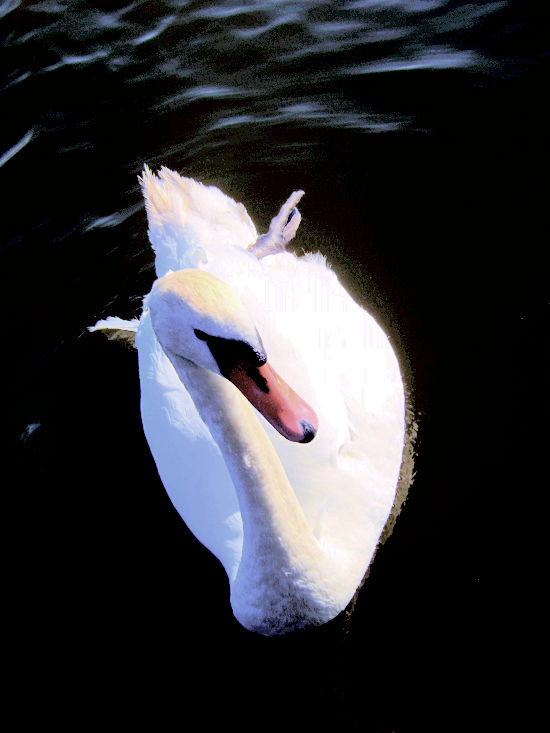 sweet swan of... polish lake