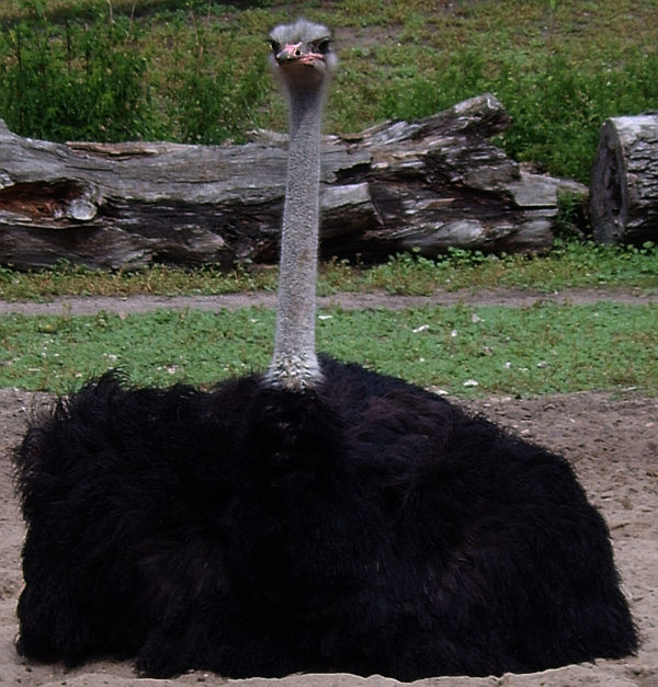 he-ostrich