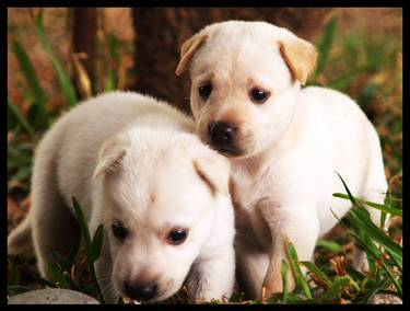 puppies