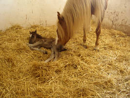 Foal Stock 3