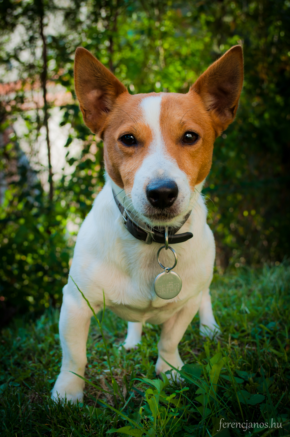 Milo in the garden