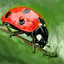 Ladybug digital drawing-study