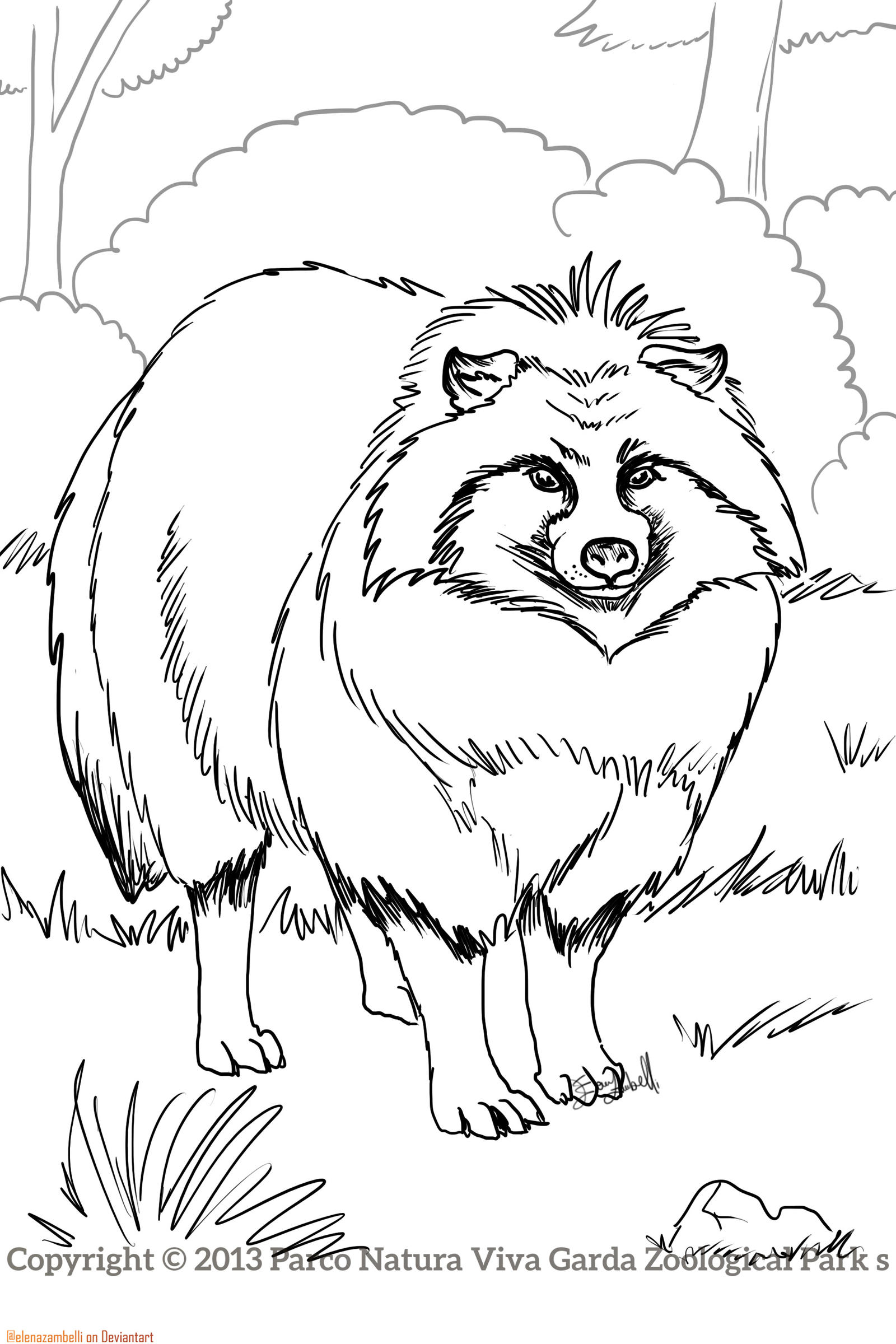 Raccoon dog coloring sheet / PNV by ElenaZambelli on DeviantArt