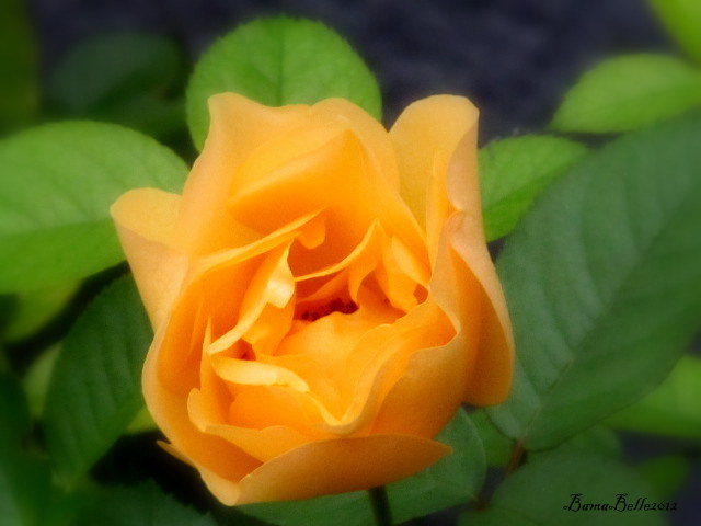 Yellow Rose