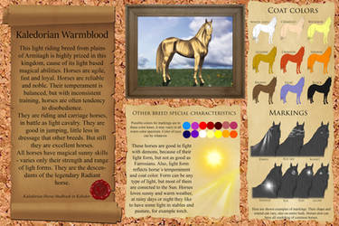 Kaledorian Warmblood - Breed sheet