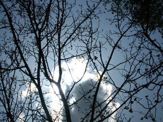 Trees and The Sky