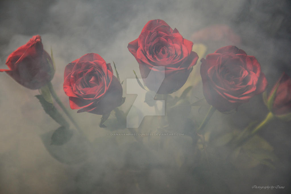Gothic roses by DianaVampireCountess on DeviantArt