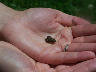 baby toad