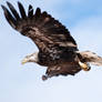 Young American Bald Eagle