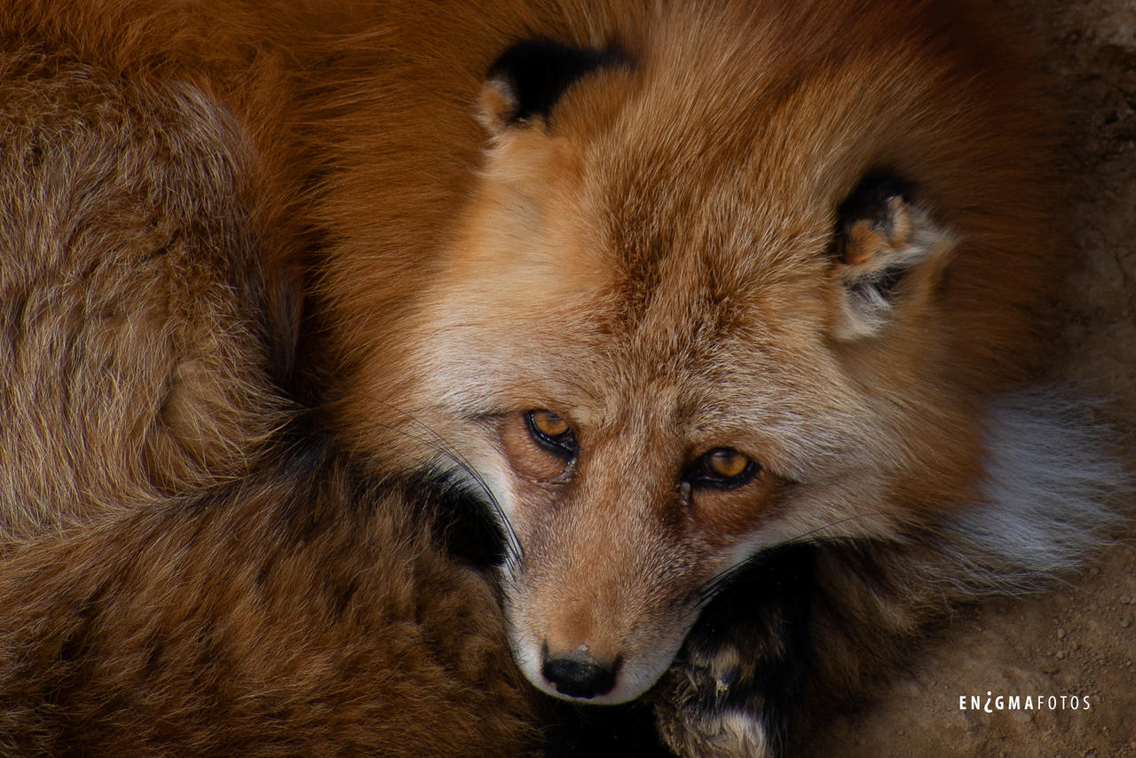 Fox by Enigma-Fotos on DeviantArt