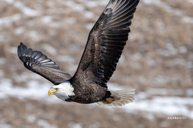 Eagle in Flight by Enigma-Fotos