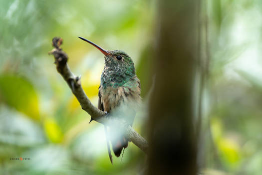 Buff-Bellied Hummingbird