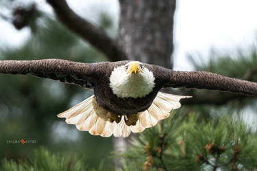 Bald Eagle in Flight