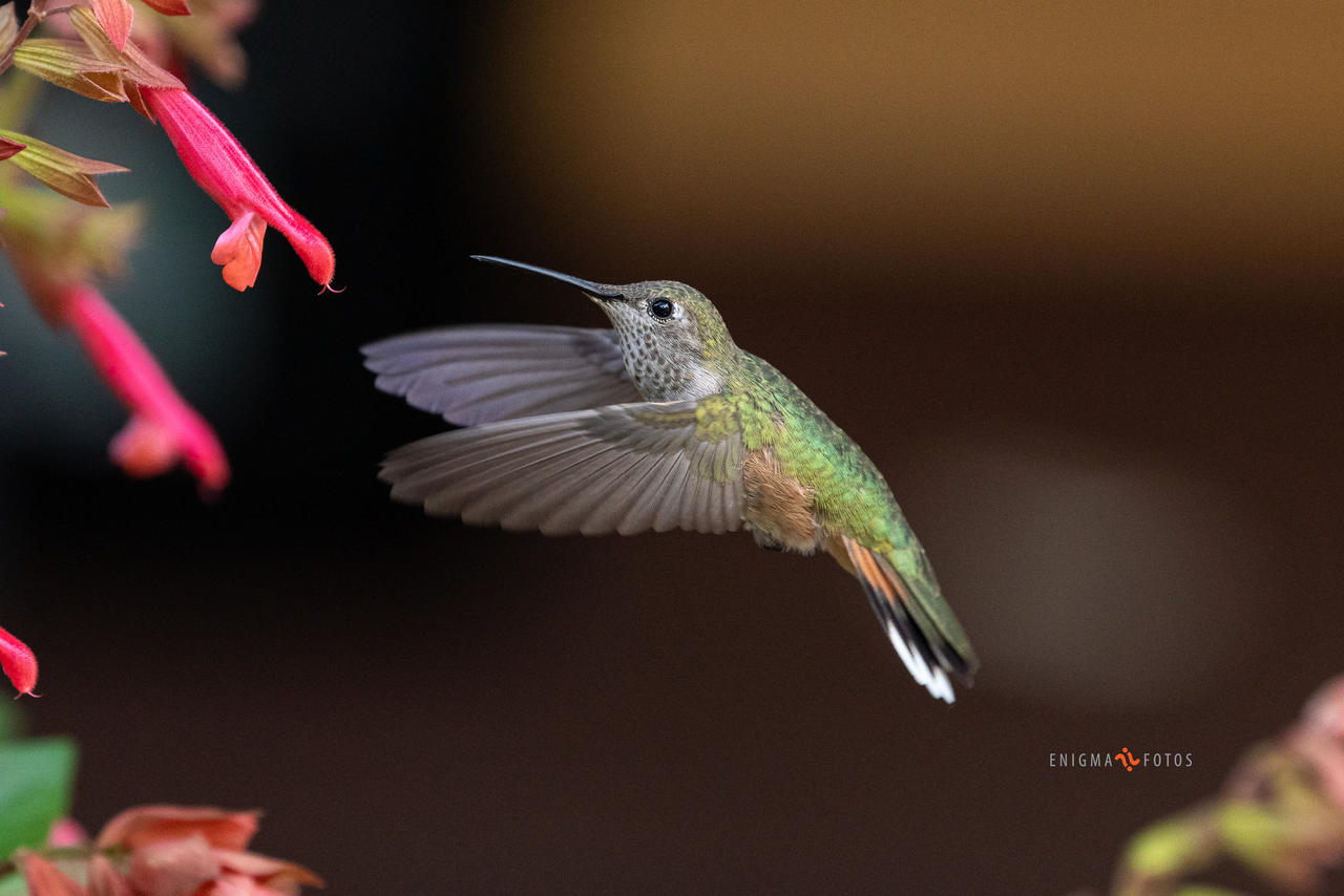 Hummingbird Catching Insect In Flight Caught in Flight - Hummingbird by Enigma-Fotos on DeviantArt
