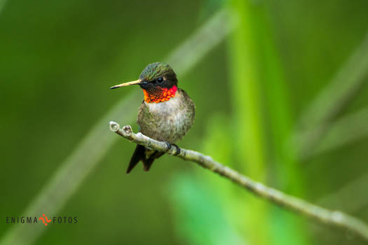 Broad-tailed Hummingbird