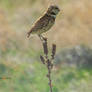 Male Burrowing Owl Perched