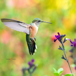 Hummingbird in Flight