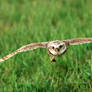 Burrowing Owl in Flight