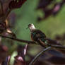 A Hummingbird Resting