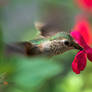 Hummingbird feeding