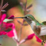 a hummingbird being a humming bird