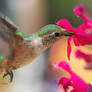 A beautiful Hummingbird feeding.
