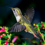 A Hummingbird in flight