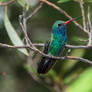 Broad-billed Hummingbird