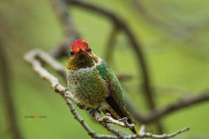 Anna's Hummingbird