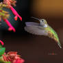 Broad Tailed hummingbird in flight