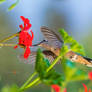 Broad Tailed Hummingbird feeding