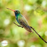 Broad-billed Hummingbird