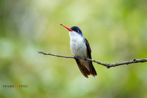 Violet-crowned Hummingbird