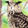 Eagle Owl