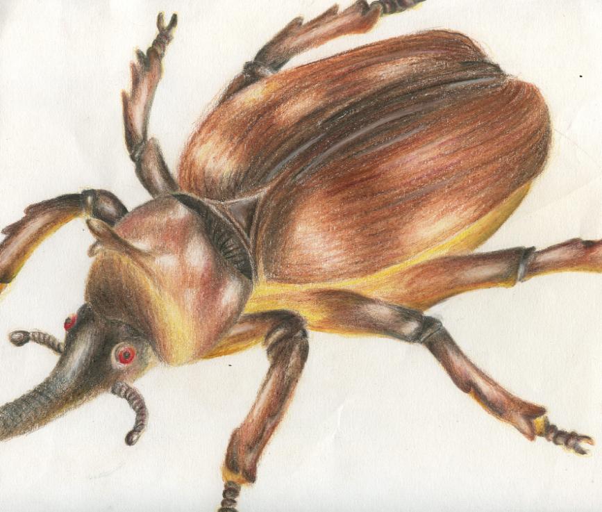 Realistic bug drawing