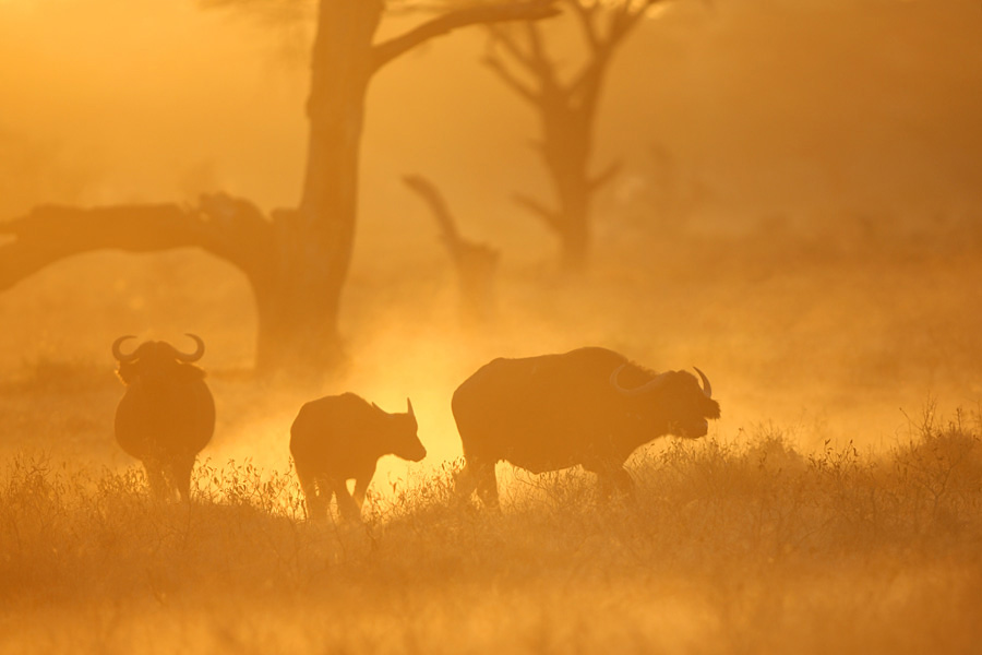 buffaloes at sunrise