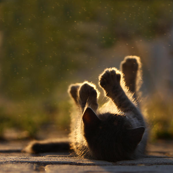 singing in the rain.. by serhatdemiroglu