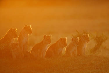 Lion cubs welcoming the sunrise