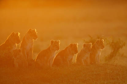 Lion cubs welcoming the sunrise