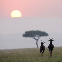 African sunrise