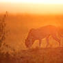 Cheetah at sunset