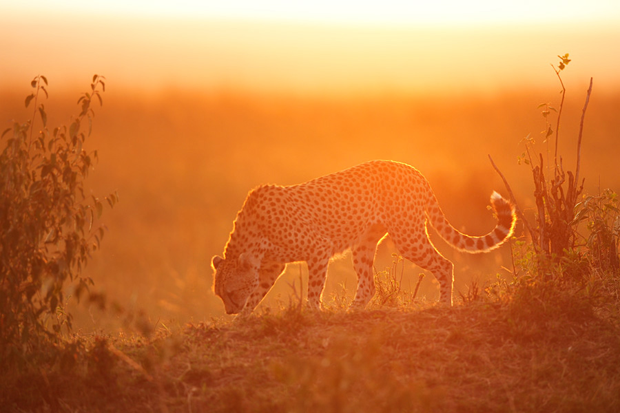 Cheetah at sunset